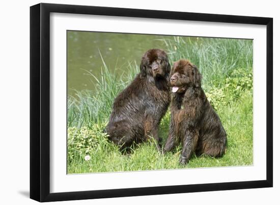 Newfoundland Dogs-null-Framed Photographic Print