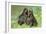 Newfoundland Dogs-null-Framed Photographic Print