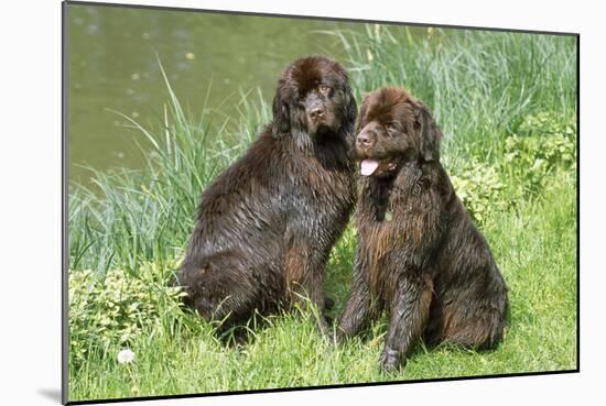 Newfoundland Dogs-null-Mounted Photographic Print