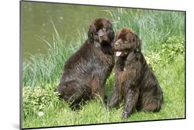 Newfoundland Dogs-null-Mounted Photographic Print