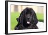 Newfoundland portrait, California, USA-Zandria Muench Beraldo-Framed Photographic Print