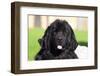 Newfoundland portrait, California, USA-Zandria Muench Beraldo-Framed Photographic Print