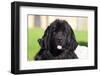 Newfoundland portrait, California, USA-Zandria Muench Beraldo-Framed Photographic Print