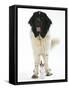 Newfoundland with Kitten-null-Framed Stretched Canvas