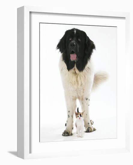 Newfoundland with Kitten-null-Framed Photographic Print