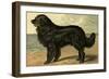 Newfoundland-Vero Shaw-Framed Art Print