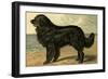 Newfoundland-Vero Shaw-Framed Art Print