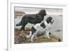 Newfoundlands by Water-Louis Agassiz Fuertes-Framed Premium Giclee Print