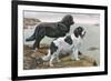 Newfoundlands by Water-Louis Agassiz Fuertes-Framed Premium Giclee Print