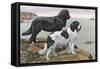 Newfoundlands by Water-Louis Agassiz Fuertes-Framed Stretched Canvas