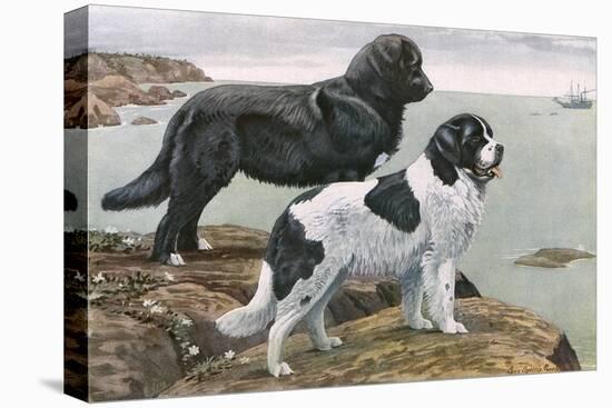Newfoundlands by Water-Louis Agassiz Fuertes-Stretched Canvas