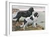 Newfoundlands by Water-Louis Agassiz Fuertes-Framed Art Print