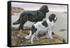 Newfoundlands by Water-Louis Agassiz Fuertes-Framed Stretched Canvas