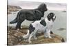 Newfoundlands by Water-Louis Agassiz Fuertes-Stretched Canvas