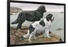 Newfoundlands by Water-Louis Agassiz Fuertes-Framed Art Print