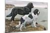 Newfoundlands by Water-Louis Agassiz Fuertes-Mounted Art Print