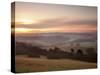 Newlands Corner View at Dawn, Near Guilford, Surrey Hills, North Downs, Surrey, England, United Kin-John Miller-Stretched Canvas