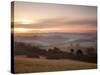 Newlands Corner View at Dawn, Near Guilford, Surrey Hills, North Downs, Surrey, England, United Kin-John Miller-Stretched Canvas