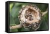 Newly Hatched Anna's Hummingbird Chicks in Nest-Hal Beral-Framed Stretched Canvas