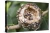 Newly Hatched Anna's Hummingbird Chicks in Nest-Hal Beral-Stretched Canvas