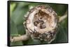 Newly Hatched Anna's Hummingbird Chicks in Nest-Hal Beral-Framed Stretched Canvas