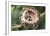 Newly Hatched Anna's Hummingbird Chicks in Nest-Hal Beral-Framed Photographic Print