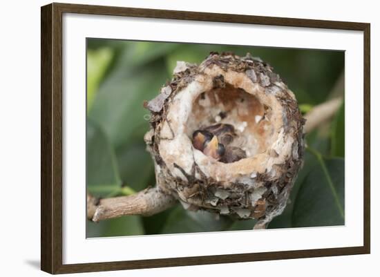 Newly Hatched Anna's Hummingbird Chicks in Nest-Hal Beral-Framed Photographic Print