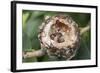 Newly Hatched Anna's Hummingbird Chicks in Nest-Hal Beral-Framed Photographic Print