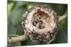 Newly Hatched Anna's Hummingbird Chicks in Nest-Hal Beral-Mounted Photographic Print