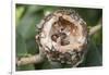 Newly Hatched Anna's Hummingbird Chicks in Nest-Hal Beral-Framed Photographic Print