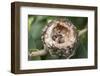 Newly Hatched Anna's Hummingbird Chicks in Nest-Hal Beral-Framed Photographic Print