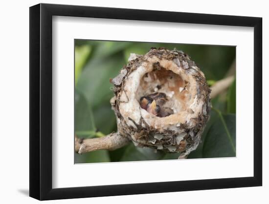 Newly Hatched Anna's Hummingbird Chicks in Nest-Hal Beral-Framed Photographic Print