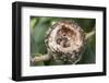 Newly Hatched Anna's Hummingbird Chicks in Nest-Hal Beral-Framed Photographic Print