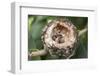 Newly Hatched Anna's Hummingbird Chicks in Nest-Hal Beral-Framed Photographic Print