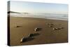 Newly Hatched Loggerhead Turtles (Caretta Caretta) Heading Down Beach to the Sea, Dalyan, Turkey-Zankl-Stretched Canvas