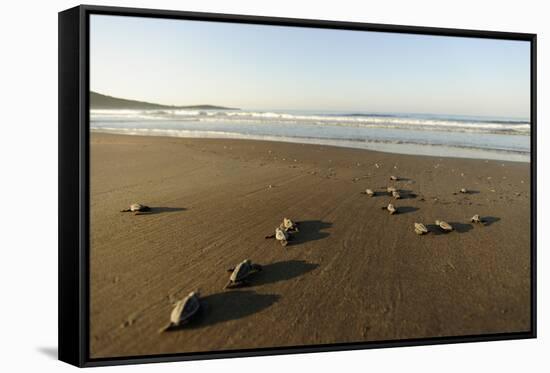 Newly Hatched Loggerhead Turtles (Caretta Caretta) Heading Down Beach to the Sea, Dalyan, Turkey-Zankl-Framed Stretched Canvas