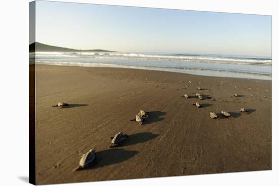 Newly Hatched Loggerhead Turtles (Caretta Caretta) Heading Down Beach to the Sea, Dalyan, Turkey-Zankl-Stretched Canvas