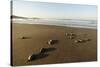 Newly Hatched Loggerhead Turtles (Caretta Caretta) Heading Down Beach to the Sea, Dalyan, Turkey-Zankl-Stretched Canvas