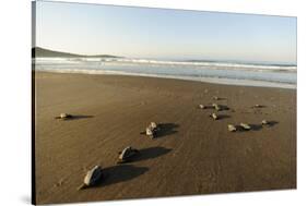 Newly Hatched Loggerhead Turtles (Caretta Caretta) Heading Down Beach to the Sea, Dalyan, Turkey-Zankl-Stretched Canvas