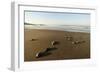 Newly Hatched Loggerhead Turtles (Caretta Caretta) Heading Down Beach to the Sea, Dalyan, Turkey-Zankl-Framed Photographic Print