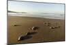 Newly Hatched Loggerhead Turtles (Caretta Caretta) Heading Down Beach to the Sea, Dalyan, Turkey-Zankl-Mounted Photographic Print