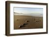 Newly Hatched Loggerhead Turtles (Caretta Caretta) Heading Down Beach to the Sea, Dalyan, Turkey-Zankl-Framed Photographic Print