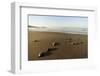 Newly Hatched Loggerhead Turtles (Caretta Caretta) Heading Down Beach to the Sea, Dalyan, Turkey-Zankl-Framed Photographic Print