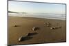Newly Hatched Loggerhead Turtles (Caretta Caretta) Heading Down Beach to the Sea, Dalyan, Turkey-Zankl-Mounted Photographic Print