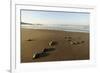 Newly Hatched Loggerhead Turtles (Caretta Caretta) Heading Down Beach to the Sea, Dalyan, Turkey-Zankl-Framed Photographic Print