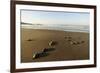 Newly Hatched Loggerhead Turtles (Caretta Caretta) Heading Down Beach to the Sea, Dalyan, Turkey-Zankl-Framed Photographic Print