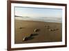 Newly Hatched Loggerhead Turtles (Caretta Caretta) Heading Down Beach to the Sea, Dalyan, Turkey-Zankl-Framed Photographic Print