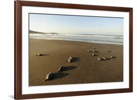 Newly Hatched Loggerhead Turtles (Caretta Caretta) Heading Down Beach to the Sea, Dalyan, Turkey-Zankl-Framed Photographic Print