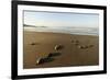 Newly Hatched Loggerhead Turtles (Caretta Caretta) Heading Down Beach to the Sea, Dalyan, Turkey-Zankl-Framed Photographic Print