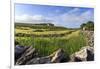 Newly Mown Grass in Field with Dry Stone Walls, Copse of Trees and House, Spring Morning Sun-Eleanor Scriven-Framed Photographic Print